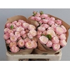 Rosa Spray Royal Blush