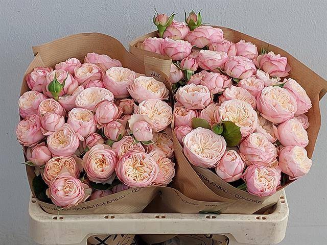 Rosa Spray Royal Blush