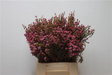 <h4>Kaaps Erica Pink</h4>