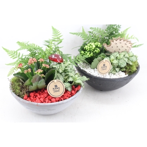 arr2 PL - Ebbischaal M x2 - rood/wit