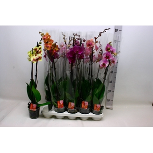 PHAL GEM