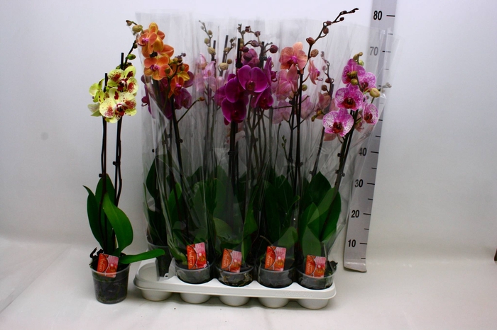 <h4>PHAL GEM</h4>