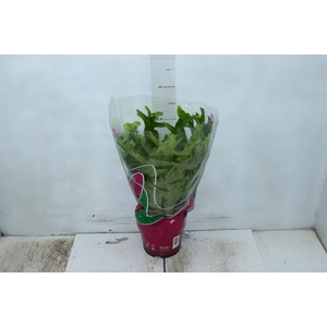 ASPLENIUM CRISSIE P19
