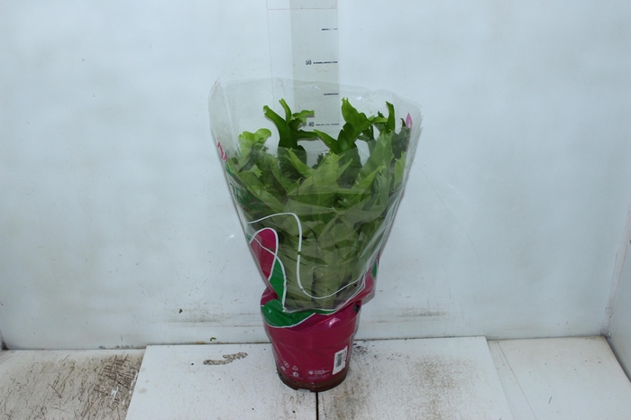 <h4>ASPLENIUM CRISSIE P19</h4>
