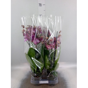 Phalaenopsis   ...