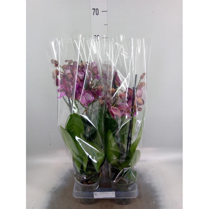 <h4>Phalaenopsis   ...</h4>