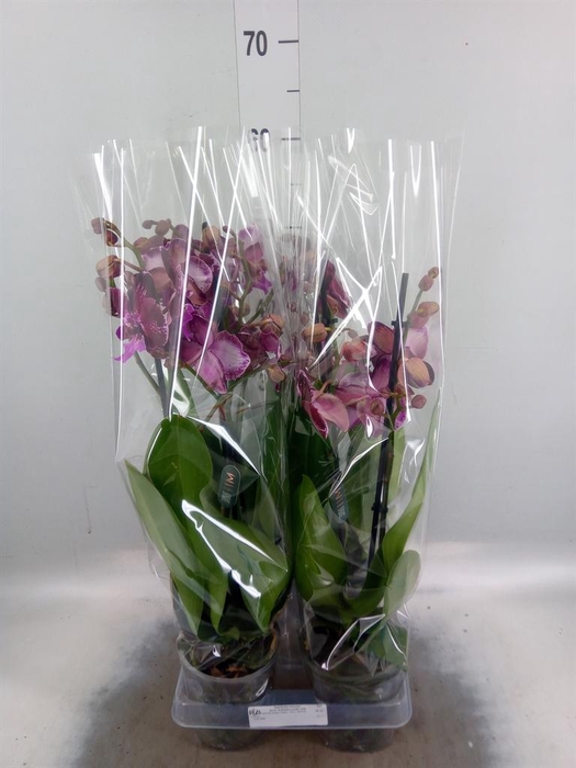 Phalaenopsis   ...