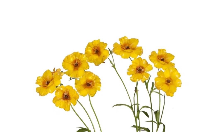 Ranunculus Butterfly Satyros