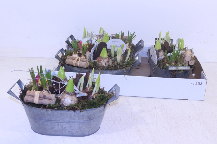 <h4>ARR BOL KNOLGEWAS</h4>