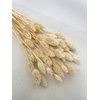 Dried Phalaris Bleached White