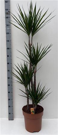 <h4>Dra Marginata 90-60-30-15 > T O E F</h4>