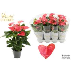 Anthurium 14 cm Sweet Dream in Haute Couture sleeve