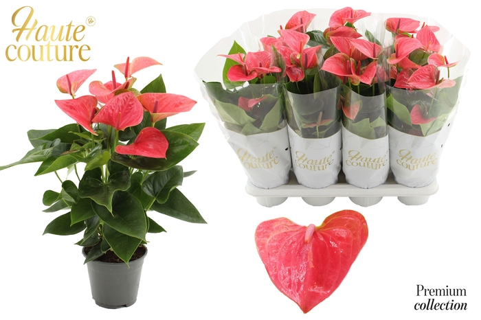<h4>Anthurium 14 cm Sweet Dream in Haute Couture sleeve</h4>