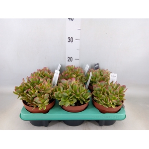 Crassula nudicaulis var. platyphyll