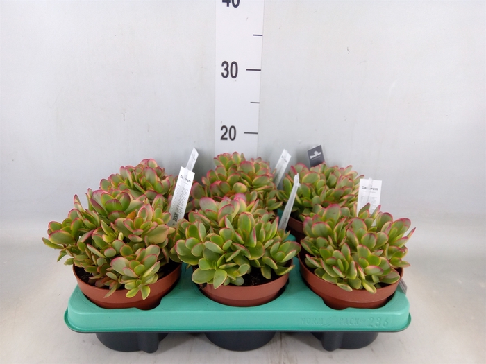 <h4>Crassula nudicaulis var. platyphyll</h4>