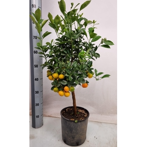 CITR MICROCARPA