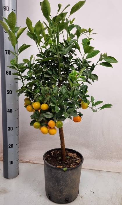 <h4>CITR MICROCARPA</h4>