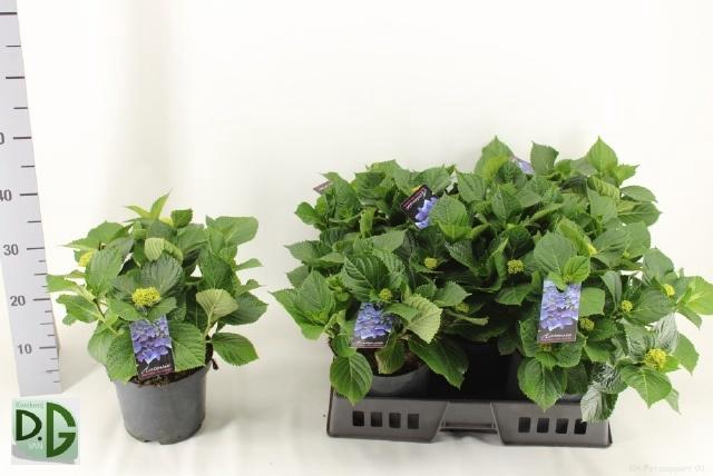 <h4>HYDR M HI RIVER</h4>