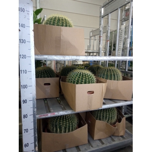 Echinocactus grusonii