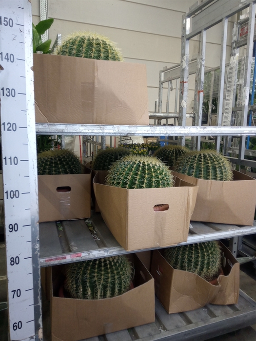 <h4>Echinocactus grusonii</h4>