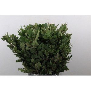 Quercus Mini P Bunch