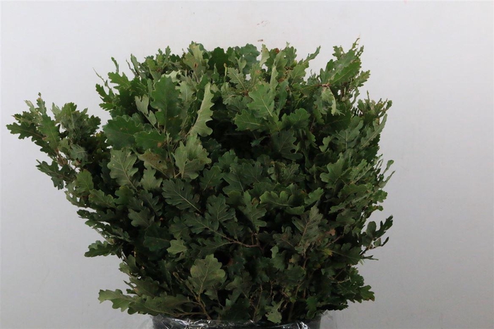 <h4>Quercus Mini P Bunch</h4>