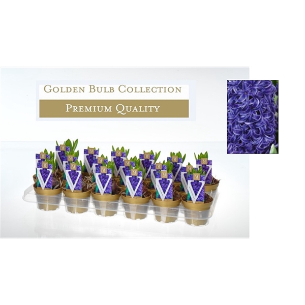 <h4>Hyacinthus orientalis 'Blue Pearl'</h4>
