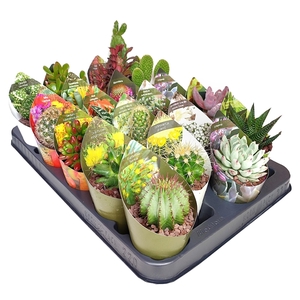 MIX CACTUS AND SUCCULENTS POT Ø 6,5 WITH POTCOVER - TRAY 20 PCS (CACTUS EN SUCCULENTEN)