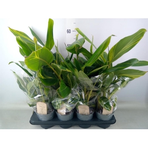 Alpinia zerumbet 'Variegata'