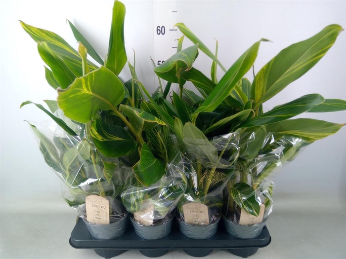 <h4>Alpinia zerumbet 'Variegata'</h4>