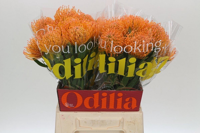 <h4>LEUCO AYOBA PEACH</h4>