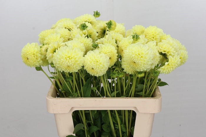 Dahlia DE 'Banana Baby'