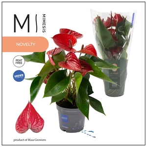 Mimesis Anthurium KARMA Picanta Red - 12cm