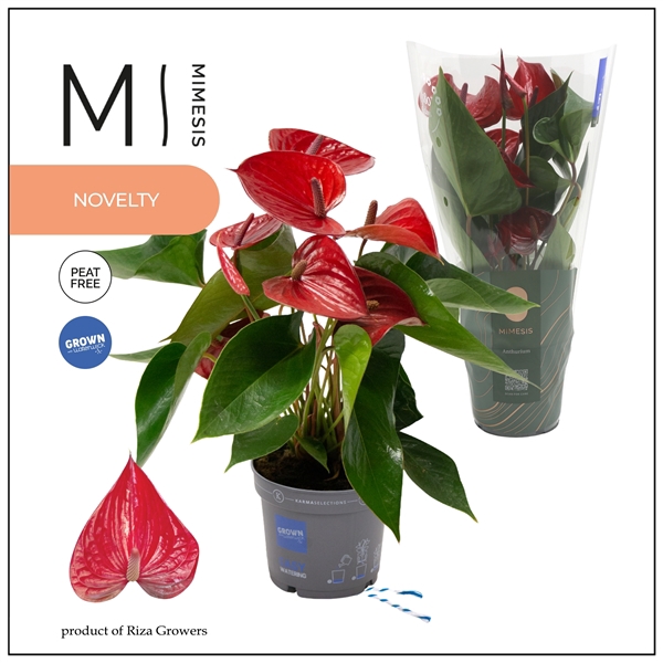 <h4>Mimesis Anthurium KARMA Picanta Red - 12cm</h4>