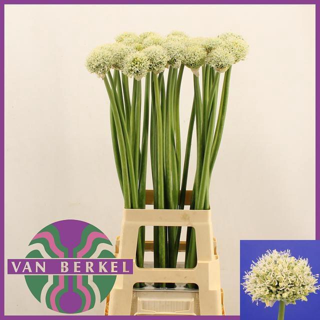 <h4>ALLIUM WHITE GIANT</h4>