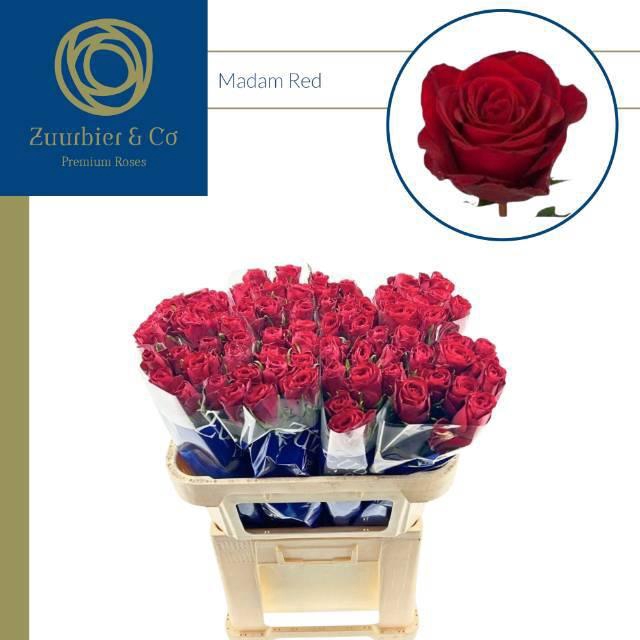 <h4>R GR MADAM RED</h4>