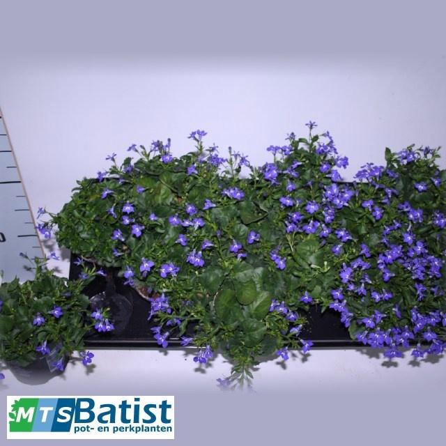 <h4>LOBE CURA BLUE</h4>