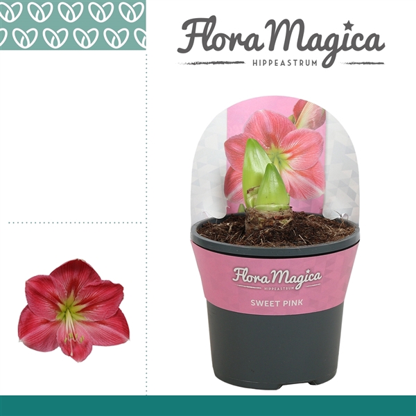 <h4>Amaryllis Sweet Pink 2 knop in Potkraag</h4>