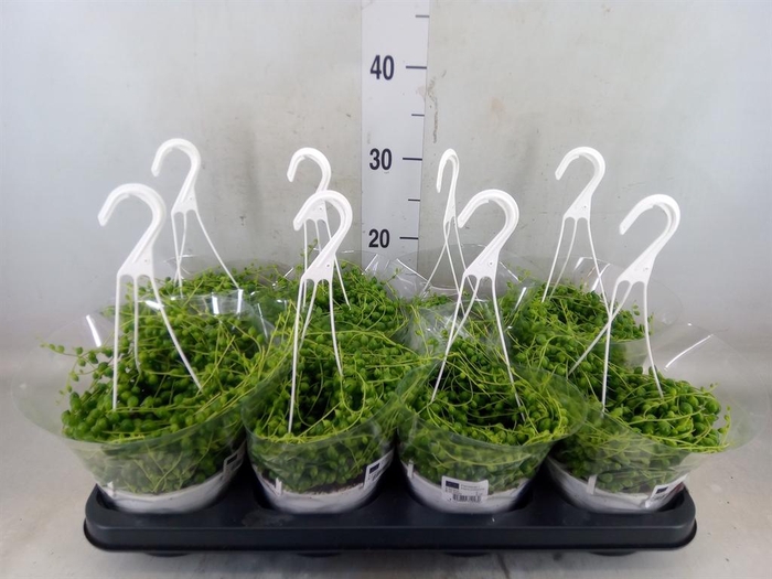 <h4>Senecio rowleyanus</h4>