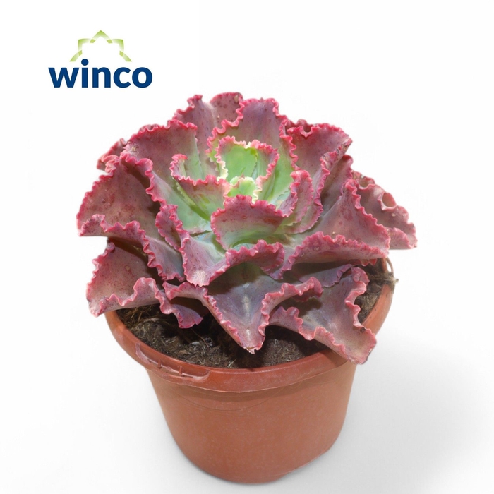 <h4>Echeveria Dick's Pink (red)</h4>