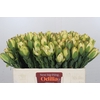 Leucadendron Disc. Geel