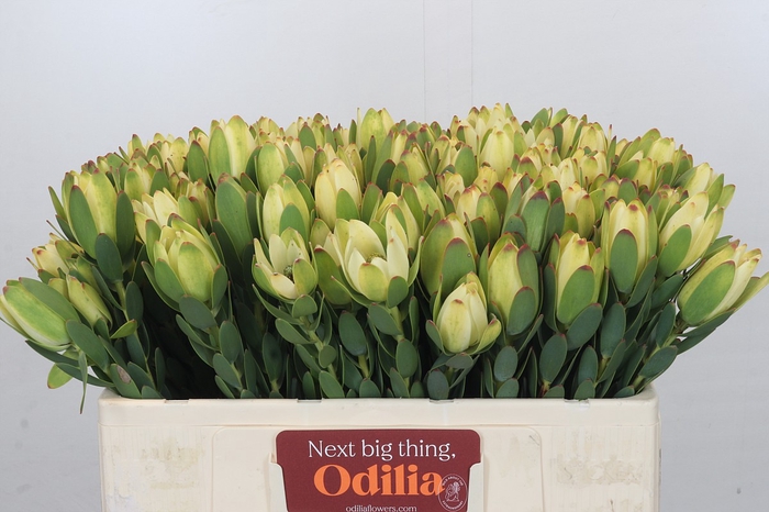 Leucadendron Disc. Geel