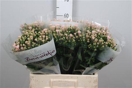 <h4>Bou En Sweet Jewel</h4>