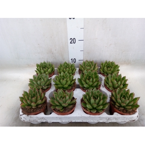 Echeveria agavoides