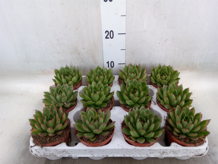 <h4>Echeveria agavoides</h4>