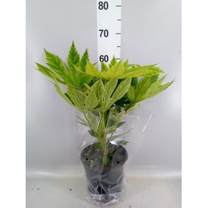 Fatsia japonica 'Variegata'