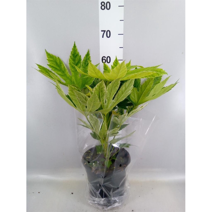<h4>Fatsia japonica 'Variegata'</h4>