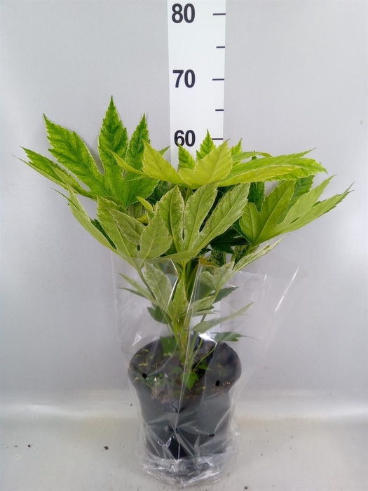 Fatsia japonica 'Variegata'