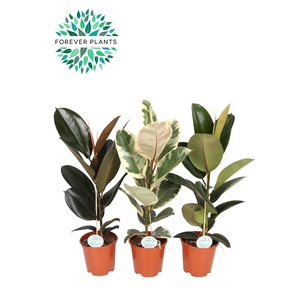 Ficus Elastica 2-3 soorten mix p21
