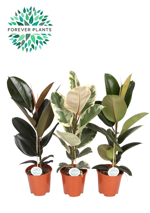 <h4>Ficus Elastica 2-3 soorten mix p21</h4>